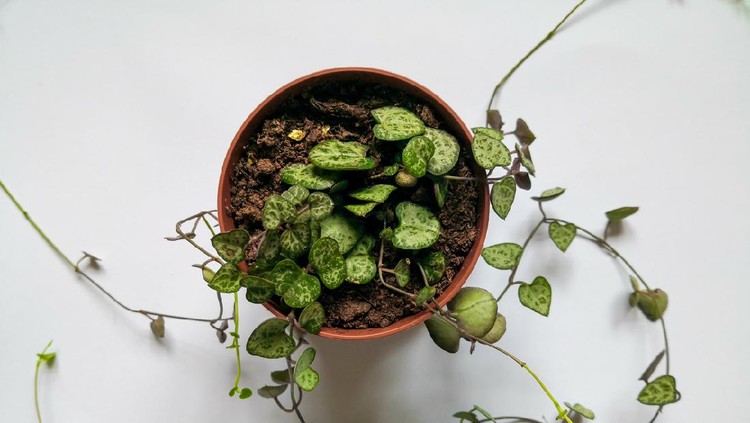 String of hearts plant in plastic pot shot from above on white surface. Botanical background. Top view, flat lay, copy space.