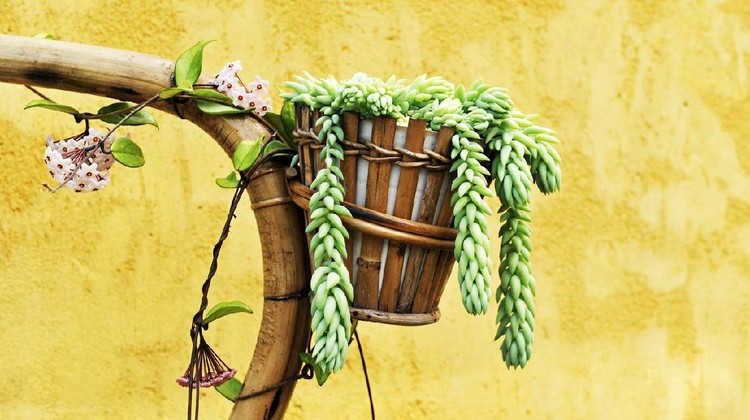 Bamboo flower pot with succulent plant burro's tail against a yellow painted wall.