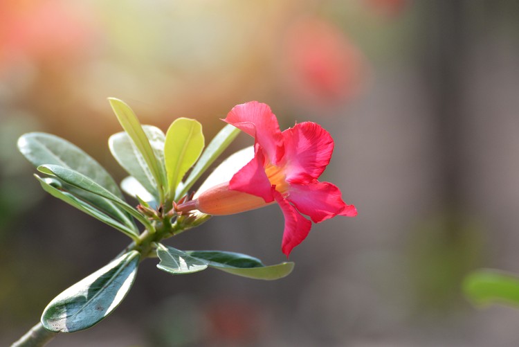 Pink bignonia desert rose flower in the garden or Mock Azalea Impala lily flowers / Adenium kamboja
