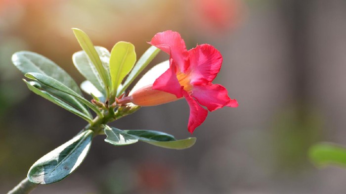 Pink bignonia desert rose flower in the garden or Mock Azalea Impala lily flowers / Adenium kamboja