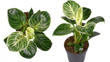Cara Merawat Tanaman Hias Philodendron Birkin Agar Tumbuh Subur