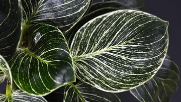 Tips Merawat Tanaman Hias Philodendron Birkin