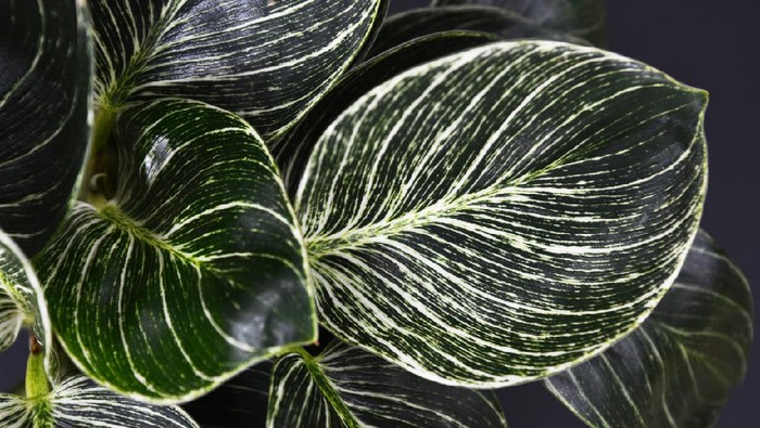 exotic plant