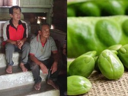Dua Saudara Berkebutuhan Khusus Ini Bertahan Hidup Makan Petai