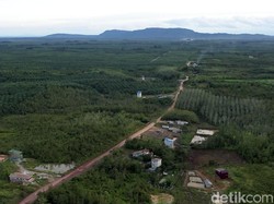 10 Daftar Daerah Penghasil Hutan Terbesar di Indonesia