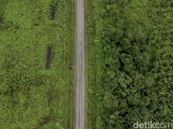 Mengapa Kalimantan Disebut Paru-paru Dunia?