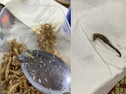 Ngakak! Lagi Makan Teri Malah Dapet Bonus Kuda Laut