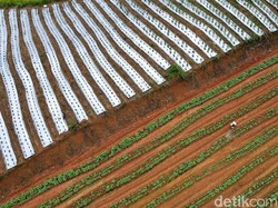 Soal Program Petani Milenial, Pengamat: Kalau Hanya Viral untuk Apa?