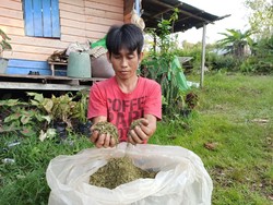 Labirin Legislasi Kratom