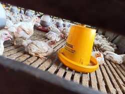 Doa Menyembelih Ayam: Bacaan, Cara Mengamalkan dan Tata Caranya