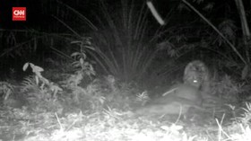 VIDEO: Harimau Sumatra Mangsa 2 Sapi Warga Terekam Kamera