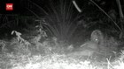 VIDEO: Harimau Sumatra Mangsa 2 Sapi Warga Terekam Kamera