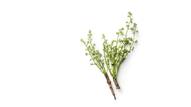 Manfaat daun nimba sebagai obat antivirus corona hingga saat ini belum teruji kebenarannya. Di luar itu, ada banyak manfaat kesehatan lain dari daun nimba.