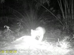 Gawat Harimau Pemangsa Ternak Kembali Teror Langkat