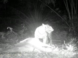 Harimau Muncul di Langkat Sumut, Ternak Milik Warga Dimangsa
