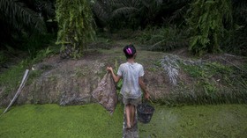 FOTO : Ironi Pramuka AS dan Buruh Anak Kebun Sawit