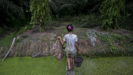 FOTO : Ironi Pramuka AS dan Buruh Anak Kebun Sawit