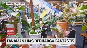 VIDEO: Tanaman Hias Berharga Fantastis