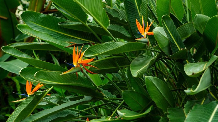Blooming Bird of Paradise Plant (Strelitzia reginae)