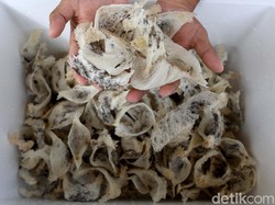 Mendag: China Komitmen Beli Sarang Burung Walet dari RI Senilai Rp 16 T