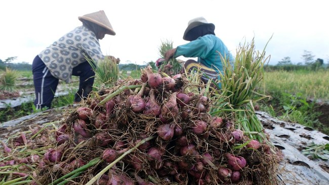 Menteri Pertanian Syahrul Yasin Limpo meninjau sekaligus memanen bawang merah di kawasan sentra pengembangan bawang merah nasional, Kabupaten Solok, Sumbar.