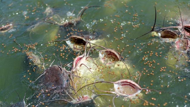 Cara Budidaya Ikan Lele bagi Pemula di Kolam Terpal Ternak lele tidaklah rumit karena benihnya mudah didapat dan perawatan tak rumit. Berikut cara budidaya ikan lele bagi pemula mulai dari persiapan hingga panen.
