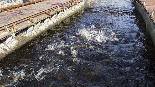 Ahli Ungkap Sebab Ribuan Ikan di Banyuwangi Loncat ke Daratan Ahlisejumlah faktor yang jadi penyebab ikan lompat dari habitatnya seperti yang terjadi di Pantai Banyuwangi, Jawa Tengah.