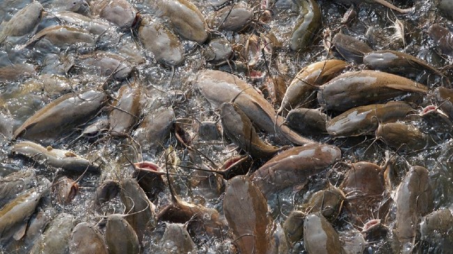 Pemancing bernama Alessandro Biancardi menangkap lele berukuran hampir 3 meter di Sungai Po, Italia yang sedang dilanda kekeringan.