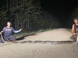 Ular Piton Bakal Jadi Lauk Baru Warga AS