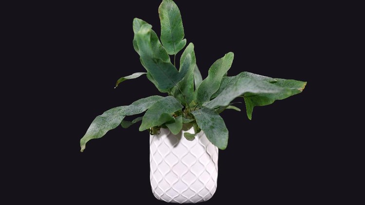 Tropical plant