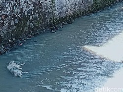 Teka-teki Teror Bangkai Babi di Sungai Klaten