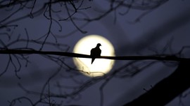 FOTO: Bulan Purnama Terakhir 2020 di Berbagai Belahan Dunia