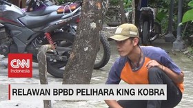 VIDEO: Relawan BPBD Pelihara King Kobra