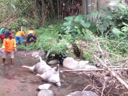 Pemkab Klaten Selidiki Temuan Bangkai Babi di Sungai, Ini Hasilnya