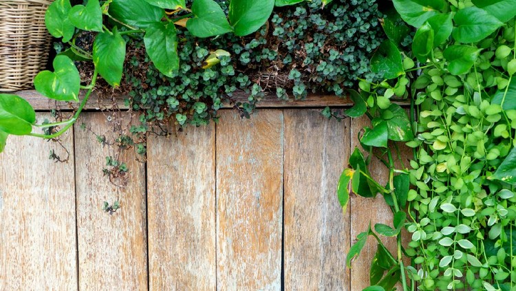 old  wood fence background  with green leaf plant more copy space for wording