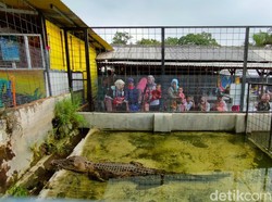 Mini Zoo di Kuningan Bisa Jadi Pilihan Nikmati Liburan Awal Tahun