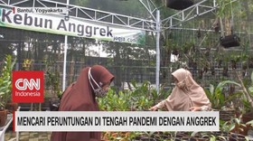 VIDEO: Mencari Peruntungan di Tengah Pandemi Dengan Anggrek