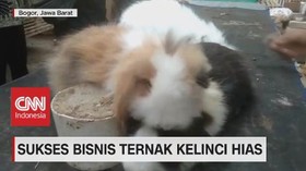 VIDEO: Sukses Bisnis Ternak Kelinci Hias