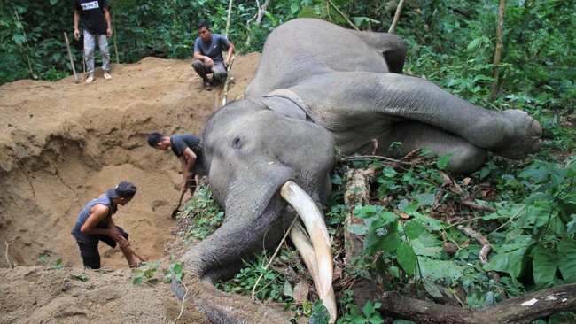Gajah Sumatera (Elephas maximus sumatranus) bernama Otto berusia sekitar 25 tahun mati di kawasan konservasi Cot Girek Kabupaten Aceh Utara, Provinsi Aceh.