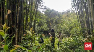 Jejak Harta Karun Hutan Puyang Sure di Muara Enim