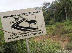 Dugaan Pengulitan Kijang di Lokasi Tambang Emas Banyuwangi Diinvestigasi