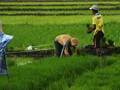 Ancaman Lahan Sawah Tergusur dari PP Turunan UU Cipta Kerja