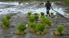 Kementan Salurkan 10 Ribu Pompa Air Demi Kerek Produksi Beras Jateng