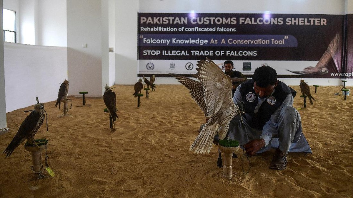 FOTO: Perdagangan Ilegal Elang Raup Ribuan Dolar di Pakistan