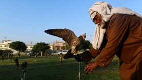 FOTO: Perdagangan Ilegal Elang Raup Ribuan Dolar di Pakistan