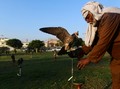FOTO: Perdagangan Ilegal Elang Raup Ribuan Dolar di Pakistan