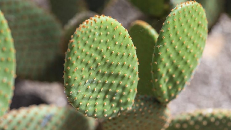 Pakis Bintang Biru dan 6 Tanaman Hias yang Diprediksi Ngetren Tahun Ini Bukan lagi janda bolong, deretan tanaman hias mulai dari pakis bintang biru hingga fishbone cactus disinyalir akan populer di tahun 2021 lho. Simak di sini yuk.