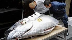 Tuna Sirip Biru Terjual Rp2,8 M di Pasar Lelang Jepang