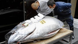 Tuna Sirip Biru Terjual Rp2,8 M di Pasar Lelang Jepang