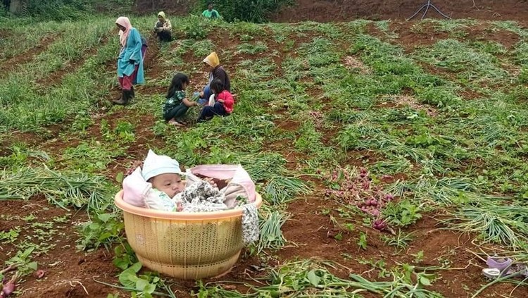 Potret bayi berusia 4 bulan di Bandung sudah dibawa berkebun Potret bayi berusia 4 bulan di Bandung sudah dibawa berkebun
